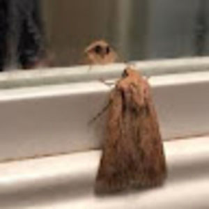 Meet your Posher, Pamela